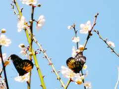 -荔枝公园(福田区)