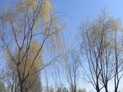 -东郊湿地公园