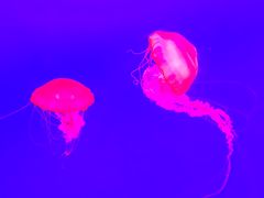 -多彩贵州城极地海洋世界