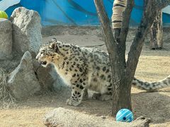 -青藏高原野生动物园