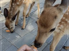 -北京鹿世界主题园