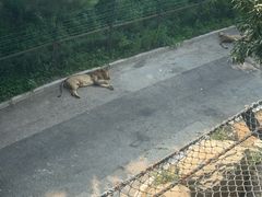 -大连森林动物园