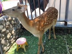 -北京鹿世界主题园