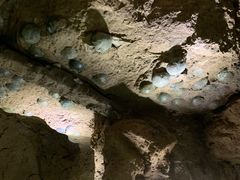 -西峡恐龙遗迹园