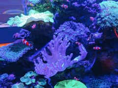 -上和臻品中国菜(花园街店)