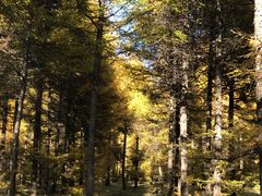 -塞罕坝国家级自然保护区