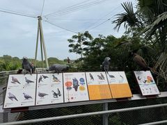 -新加坡飞禽公园