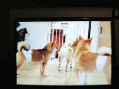 -南京Hallo宠物乐园·哈罗犬舍·柴犬繁育基地