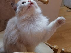 -猫咪派对(江南西店)
