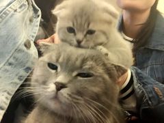 -猫色咖啡·猫咖