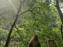 -黔灵山公园