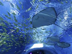 -上海海洋水族馆