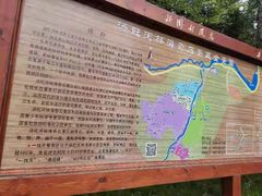 -汤旺河林海奇石景区