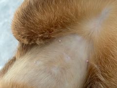 -博特宠物医院24h犬猫全科.骨科·异宠
