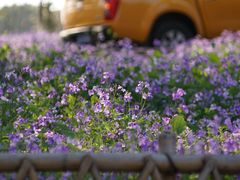 -白塘生态植物园