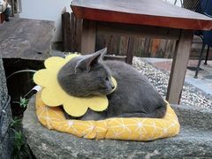 -喵屿·大理花园猫咖