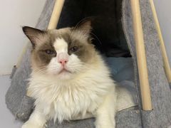 -COLOR PETS 撸猫馆·购猫·猫咖(长风大悦城店)