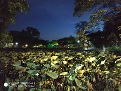 -惠州西湖丰渚园