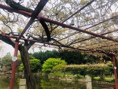 -嘉定紫藤园