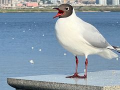 -海埂大坝