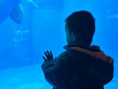 -海合安成都极地海洋公园