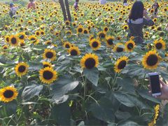 -艾溪湖湿地公园