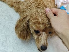 -纳吉亚猫专科动物医院·北北分院