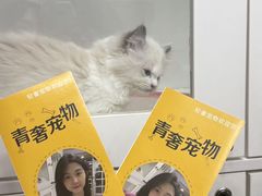 -青奢宠物·青奢猫舍
