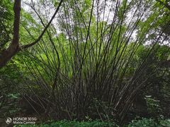 -滴水岩森林公园