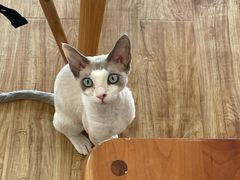 -猫小主咖啡·猫咖cat cafe(福田店)