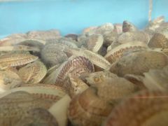 -龙溪海鲜酒家(溪涌店)