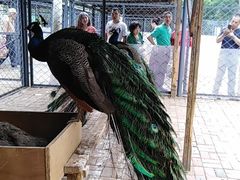 -长白岛森林公园