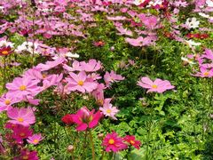 -天适樱花悠乐园