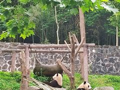 -都江堰中华大熊猫苑