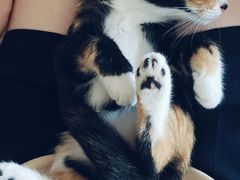 -宠物星动物医院·眼科·异宠·猫科(江南大道总院)