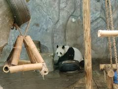 -深圳野生动物园