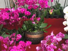 -龙大花卉苗木市场