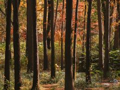 景点-上海共青森林公园