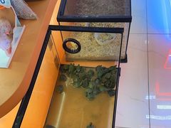 -可爱抓 COCO  GOTCHA(天津鹏欣水游城店)