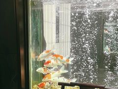 -浩运·海鲜青岛菜·海胆水饺(石老人店)