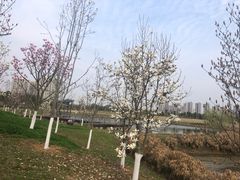 -洋湖国家湿地公园