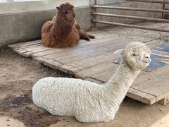 -南宫五洲植物乐园