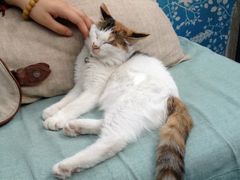 -Sirena海妖日咖夜酒