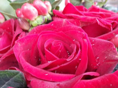 android_upload_pic-花言草语鲜花店(灵山路店)