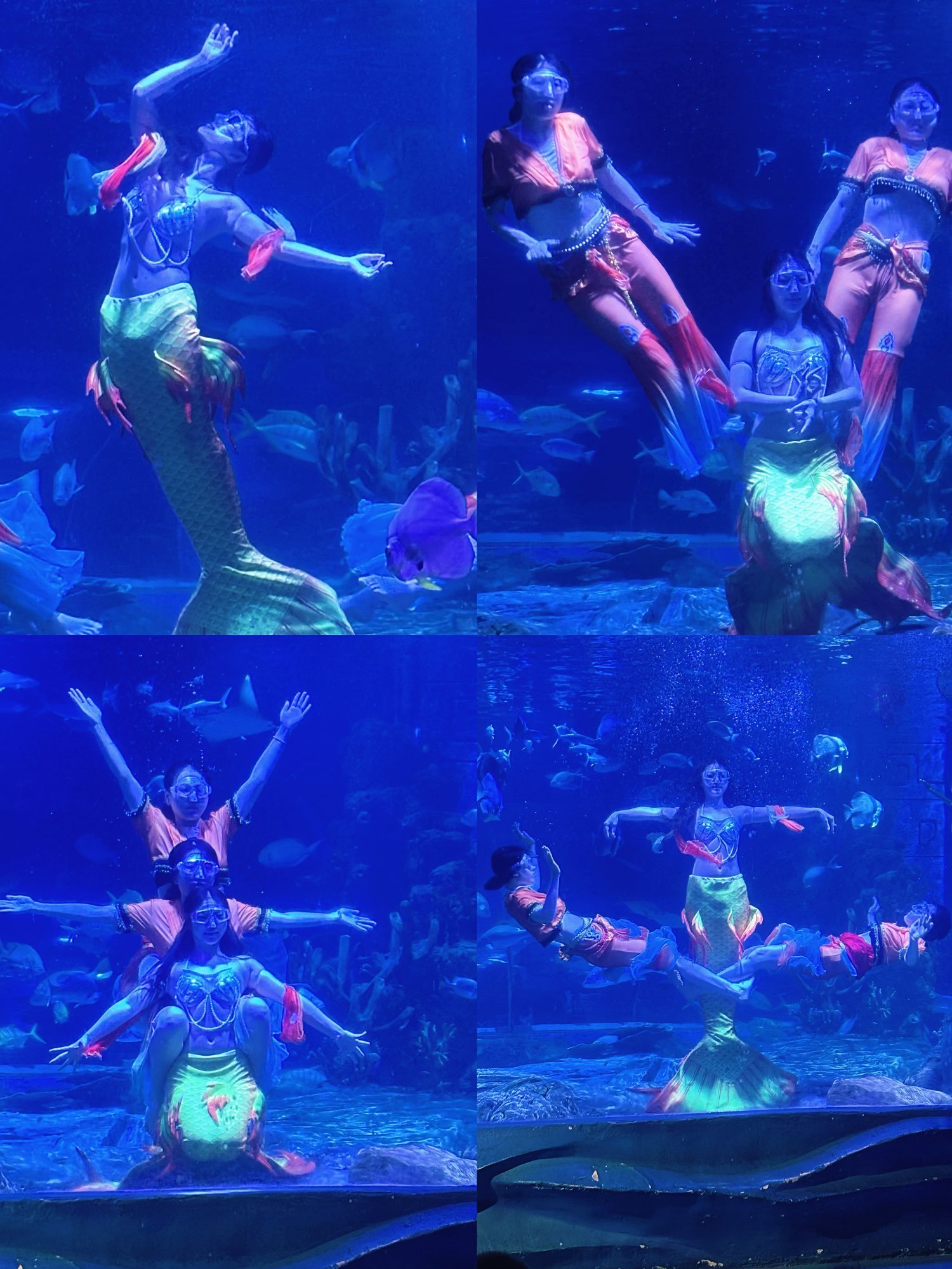 鹏新嘉定海洋世界绝对是宝藏级的