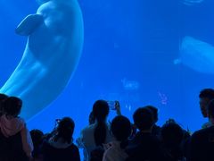 -海合安成都极地海洋公园