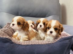 -萌宠之家·腊肠犬·马尔泰·小体犬舍