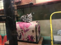 -猫咪博物馆(顶澳仔猫街店)