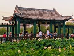 -莲花池公园