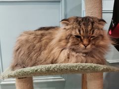 -遇见羊驼·奶狗咖·布偶猫咖·法斗柯基柴犬阿拉斯加(春熙路太古里IFS店)